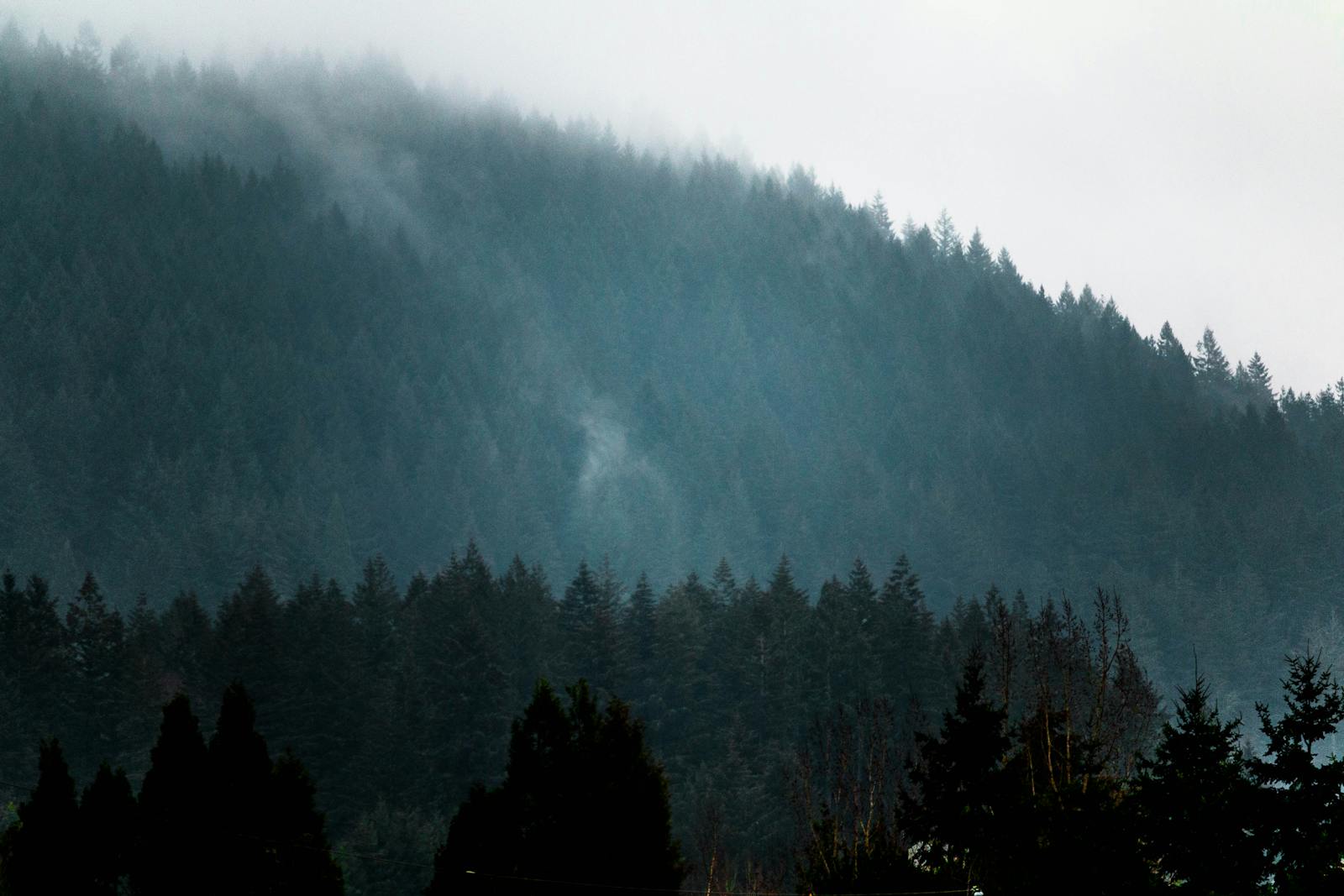 Misty coastal forest on the Pacific Northwest — British Columbia cedars and Douglas fir